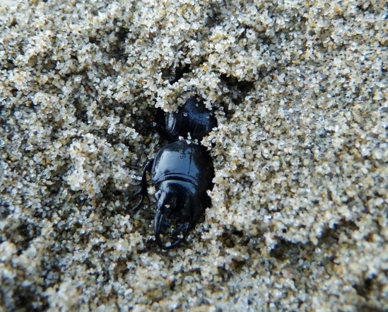 Scarites laevigatus